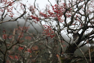 枝头绽红果 山林添诗意