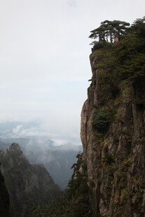 悬崖孤松 尽显自然壮美