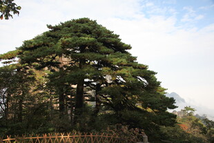 挺拔松树屹立山林间