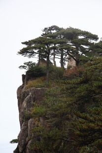 悬崖上的挺拔松树