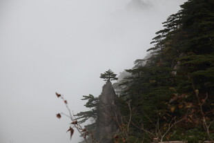 云雾缭绕的山林景象