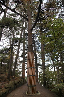 林间木质步道 自然景致