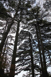 仰视森林中的高大树木