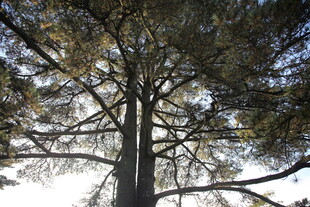 仰视下的高大树木景观