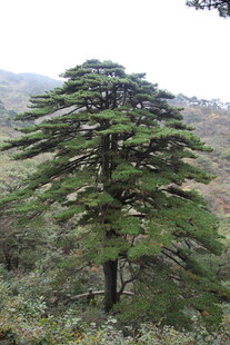 高山上的挺拔松树