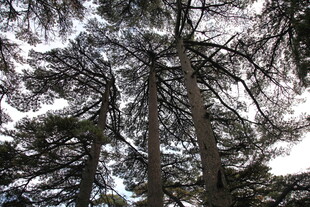 雪覆松枝的冬日森林景象