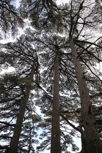 仰视冬日树林枝干