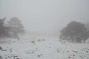 雪覆旷野 树木隐于风雪中