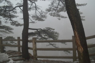 雾中木栏与树木景致