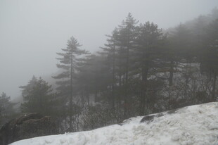 雾中雪岭松林景观