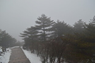 雪后雾中林间小道