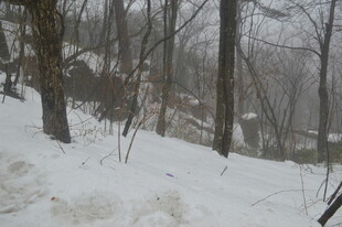 冬日雪覆树林美景