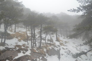 雪雾中的山林景观