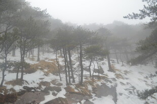 雪雾中的山林景观