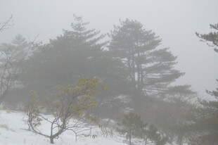 雾中雪景里的树木景观