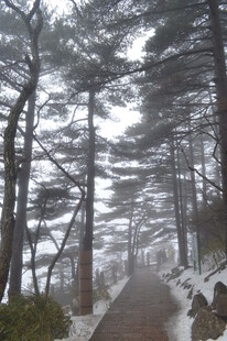 雪后林间小道 静谧雪景