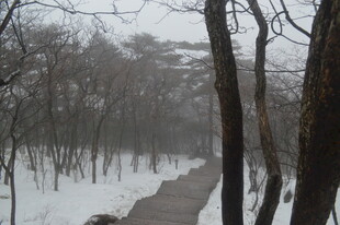 冬日雪覆林间小道