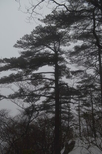 雪覆松林 尽显静谧之美