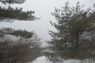 冬日雪景中的松林小道