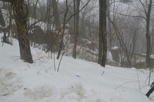 冬日雪景中的树林景象