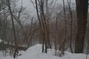 冬日雪覆树林景象