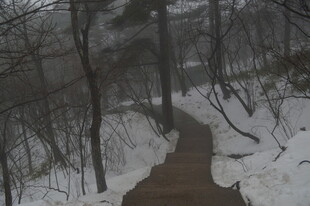 雪覆小径 冬日静谧林间景