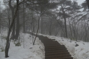 雪覆林间步道 静谧之景