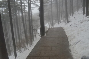 雪覆林间小径 静谧雪景
