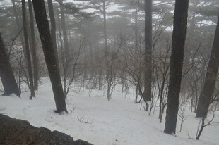 雪覆山林的静谧景致