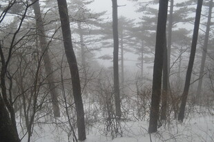 雪覆树林 冬日静谧景象