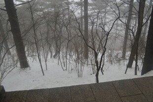 冬日雪景中的萧瑟树林