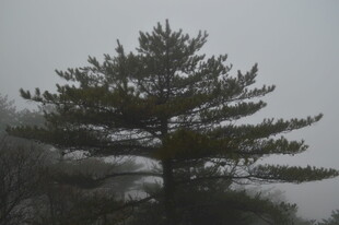 雾中挺立的苍松