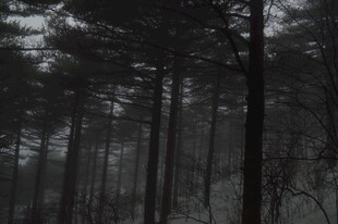 迷雾笼罩的静谧松树林