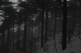 雪覆森林的静谧冬日景象