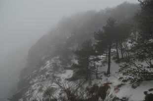 雪覆山峦 雾中松林景致