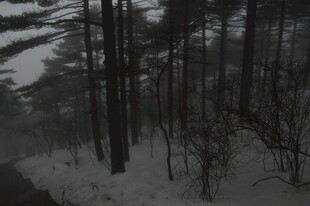 雪雾中的静谧森林