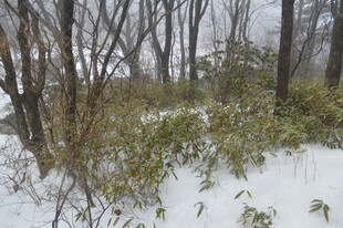 雪覆山林间的冬日景致