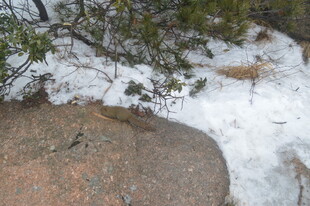 雪覆山石旁的翠绿松树