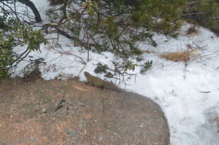 雪覆山石间的绿植景象