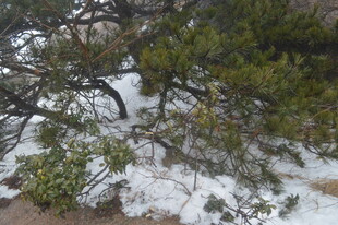 雪覆松枝的自然景致