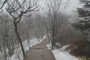 雪后林间小道 静谧雪景