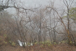 雾中萧瑟树林景象