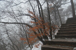雪后山林中的石阶景致