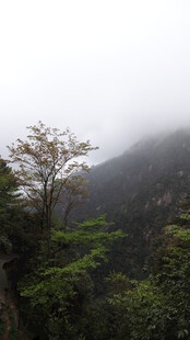 云雾缭绕的山林景致