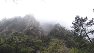 云雾缭绕的山林美景