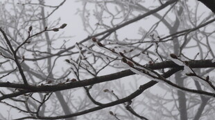 雪覆树枝的冬日景象