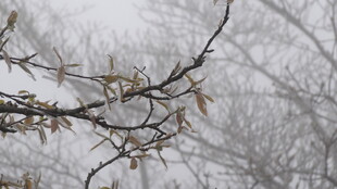 雪覆树枝的冬日景象