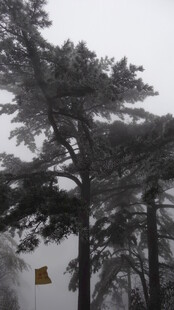 雾中松树与悬挂物件