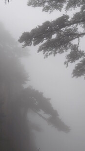 雾中松景 山林朦胧意境