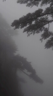 雾中松景